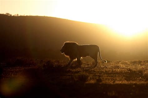 Lion Dreams Interpretations & Symbolism - The Symbolism