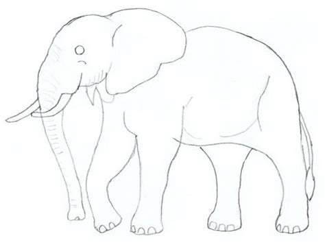 Comment Dessiner Un éléphant Stage De Dessin Artacademie Paris