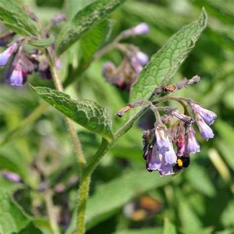 Echter Beinwell Bio Multitalent für den naturnahen Garten