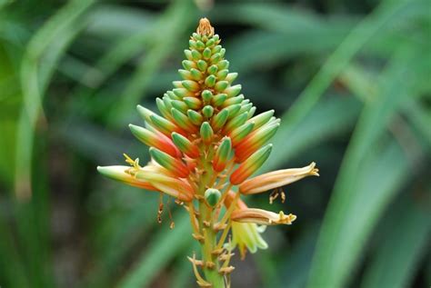 Imagen Gratis Naturaleza Flora Hoja Flor Planta Hoja Hierba