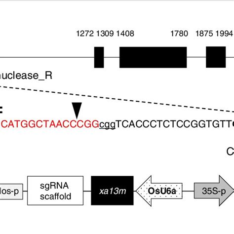 Schematic Representation Of Crispr Cas Mediated Targeted Mutagenesis