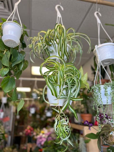 Well Rooted Curly Spider Plant Chlorophytum Comosum In A 4 Etsy In