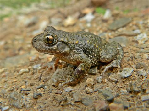 paleo herpetologia alytes almogavarii sapo partero almogavar