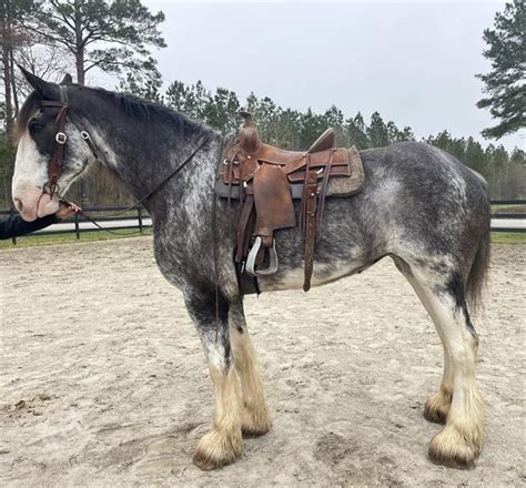 Blue Roan Clydesdale Mare For Sale in Bath, North Carolina ...