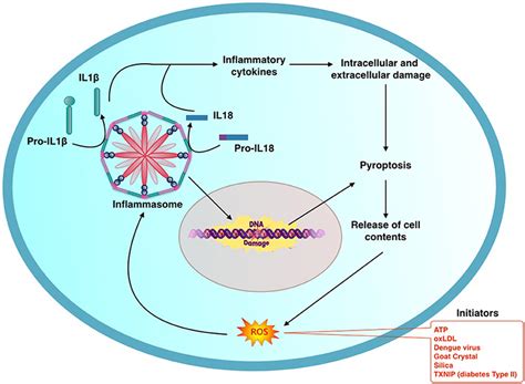 General Schema Describing The Process Of Activation Of Inflammasome