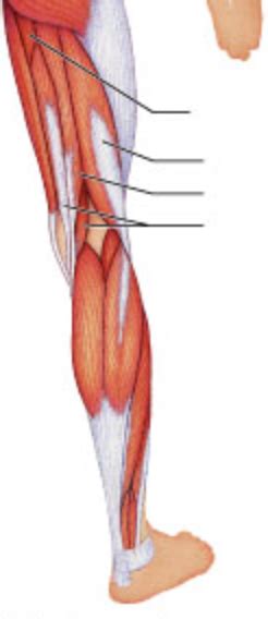 Posterior Thigh Muscles Diagram Quizlet