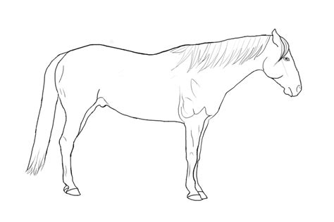 Standing Show Horse Lineart By Atwee921 On Deviantart