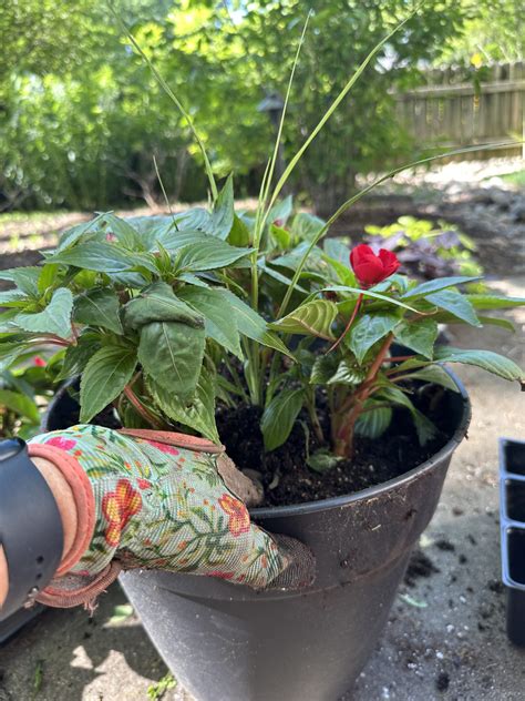 The Best Container Planter Ideas for Your Garden that You'll Love!
