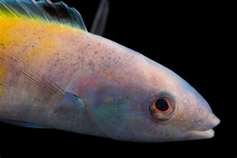 Blue Headed Wrasse Thalassoma Bifasciatum Joel Sartore