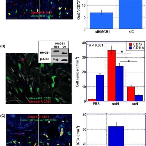 Differential Effect Of Reduced Hmgb And Oxidized Hmgb On Infiltration