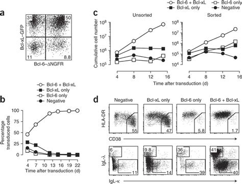 Overexpression Of Bcl And Bcl Xl Confers A High Proliferative