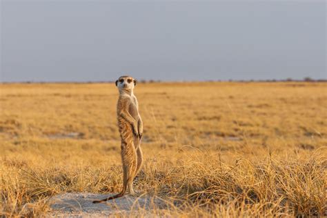 Meerkat Stands On Its Hind Legs Cute Meerkat Photos And Portrait