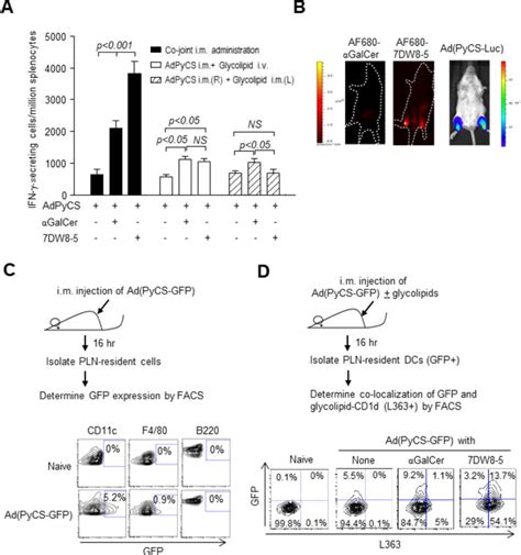 Co Localization Of A Cd1d Binding Glycolipid With An Adenovirus Based