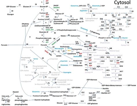 Overview of metabolic pathways in the cytosol: Precise metabolic ...