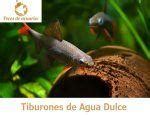 Tiburones De Acuario Gu A Tiburones De Agua Dulce