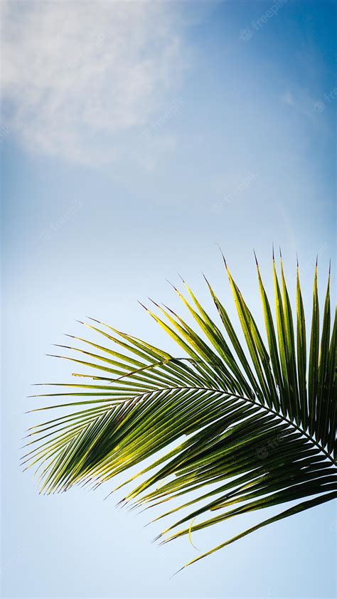 Premium Photo | Coconut tree leaves