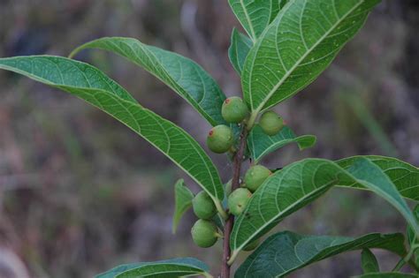 Ficus Ulmifolia Moraceae Image At Phytoimages Siu Edu