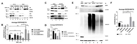 Downregulation Of Egfr In Response To Flot2 Knockoutknockdown Is