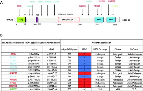 Localisation And Classification Of Brca Missense Variants A Brca