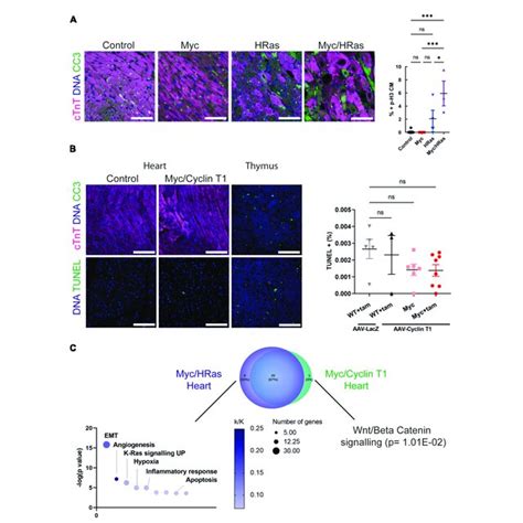 MycER T2 And HRas G12V Expression Drive Cardiomyocyte Proliferation