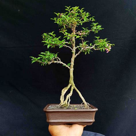 Jual Bonsai Berbunga Tanaman Hias Pohon Sakura Mikro Natural Shopee