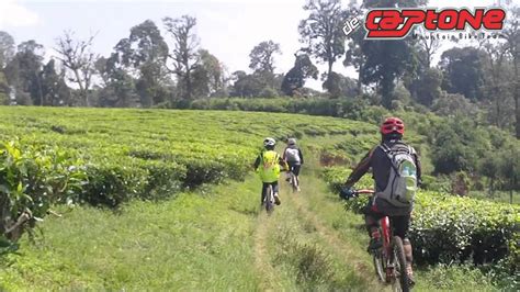 Gowes Perkebunan Teh Wayang Windu Rahong Pangalengan De Captone