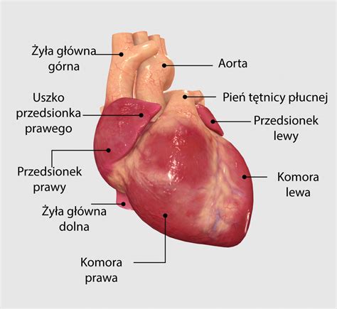 Jak działa serce Healthy Heart org