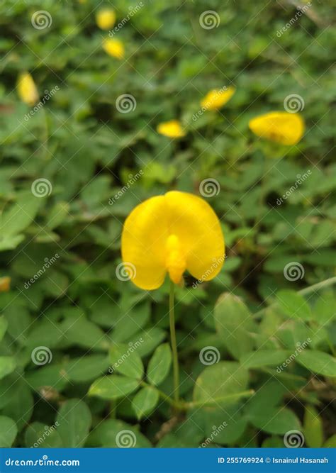 Arachis Duranensis Herbs Lumajang City Stock Photo Image Of City