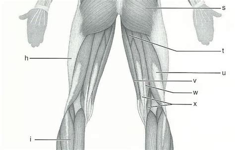 Exercise 15 Gross Anatomy Of The Muscular System Flashcards Easy