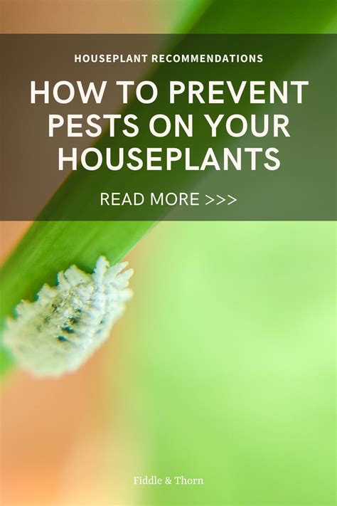 How To Prevent Pests On Your Houseplants Artofit