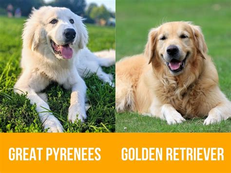 Golden Pyrenees (Size, Cost, Traits, Care, and Training) - World of Dogz