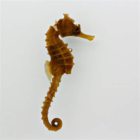 How Big Does a Seahorse Get? A Comprehensive Guide - The Enlightened ...