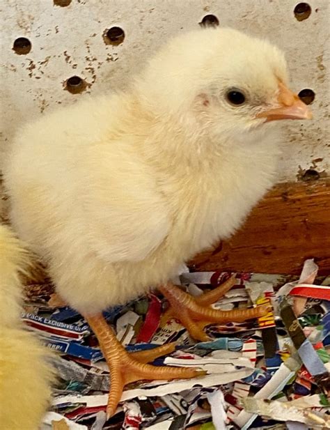 Purebred Light Sussex Fertile Eggs Au