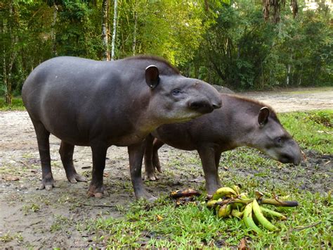 Lowland Tapir Tapirus Terrestris Carla The Lowland Tapir Flickr