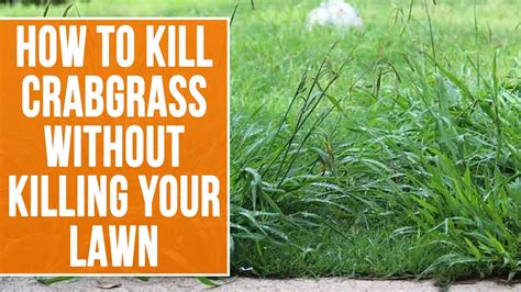 How To Kill Crabgrass Without Killing Your Lawn Youtube