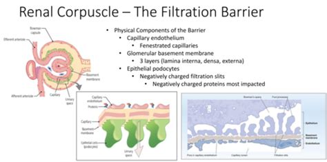 TBL 4 Regulation Of Glomerular Filtration GFR And Renal Blood Flow