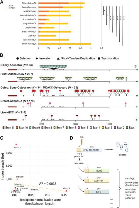 Patterns Of Structural Variants Within Tp Introns And Relocation Of