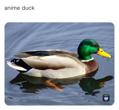 anime duck | @ewbc9fystd | Memes