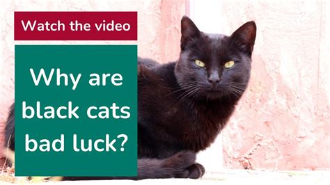 Why Are Black Cats Bad Luck Youtube