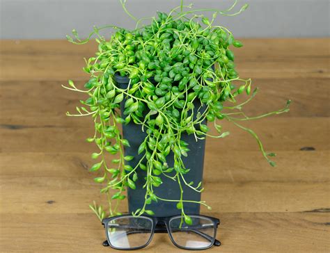 Два Ботаника - Комнатное растение Крестовник Геррейна Ø14, арт. 8341Б