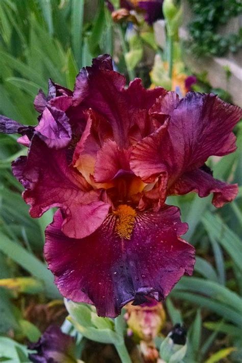 Buy Raptor Red Tall Bearded Iris Plants Free Shipping Wilson Bros