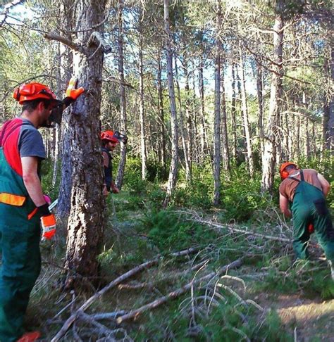 La gestión forestal tendrá más peso que el clima en el rendimiento de