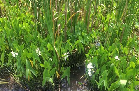 Broadleaf Arrowhead Sagittaria Latifolia Schlitz Audubo Flickr