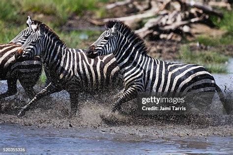 Zebra Herd Running Photos and Premium High Res Pictures - Getty Images