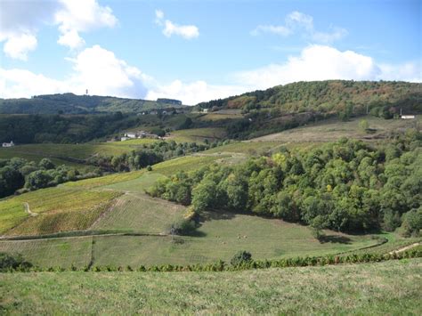 A Lush Green Hillside Covered In Lots Of Trees