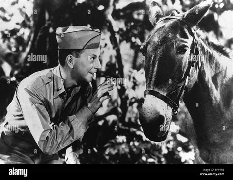 DONALD O'CONNOR & MULE FRANCIS THE TALKING MULE (1950 Stock Photo - Alamy