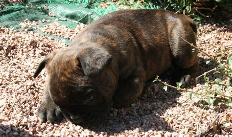 Por Qué Mi Perro Le Gruñe A Mi Hijo