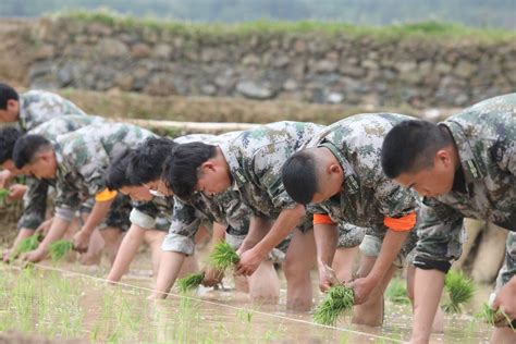 贵州赫章民兵助农插秧忙贵州省赫章县毕节市新浪新闻