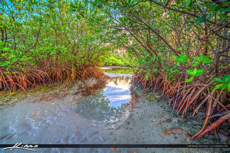 Mangrove Tree On Sandbar In Jupiter Florida Hdr Photography By