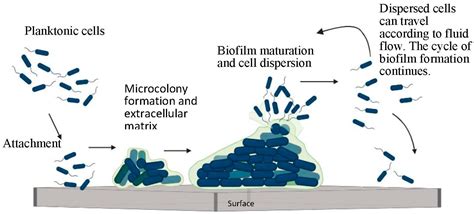 Multispecies Bacterial Biofilms And Their Evaluation Using Bioreactors